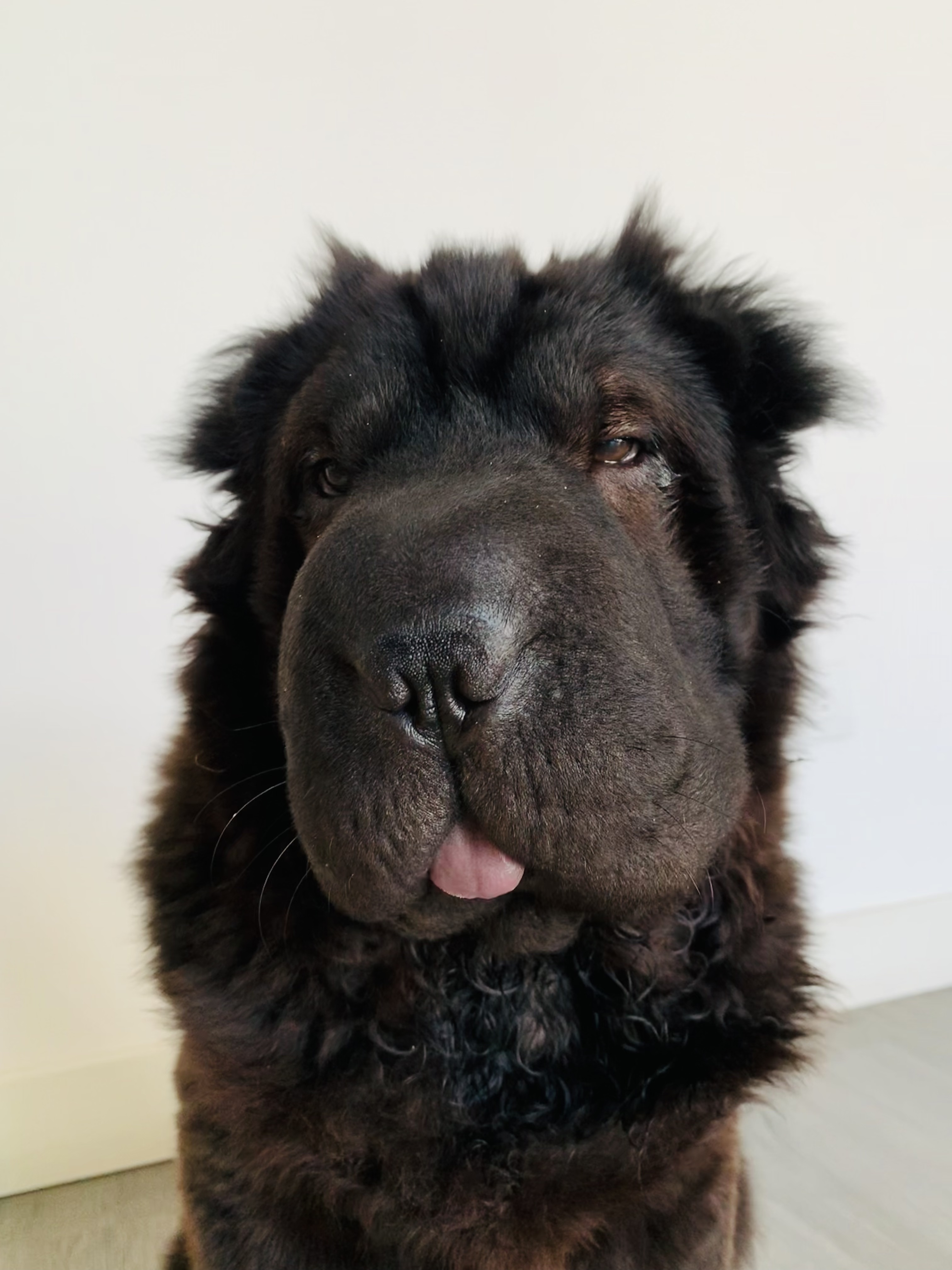 picture of kylo, a black, long haired, sharpei